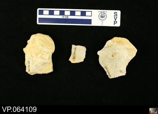 undet. Mosasauridae