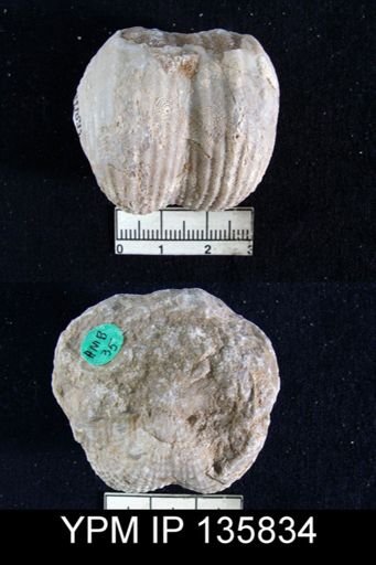 Productus (Dictyoclostus) indicus