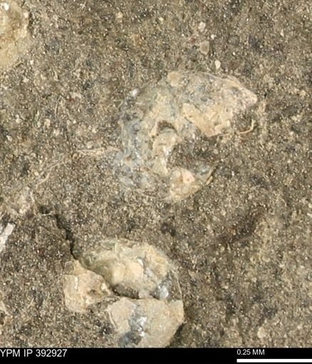 Scaphites sp.