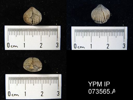 Camarotoechia perryvillensis
