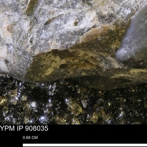 undet. Mollusca