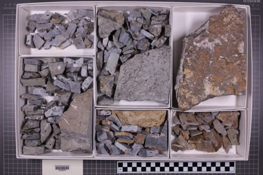 mixed taxa, stratigraphic collection