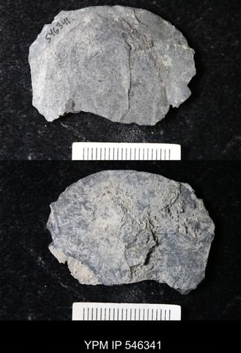 undet. Eurypterida