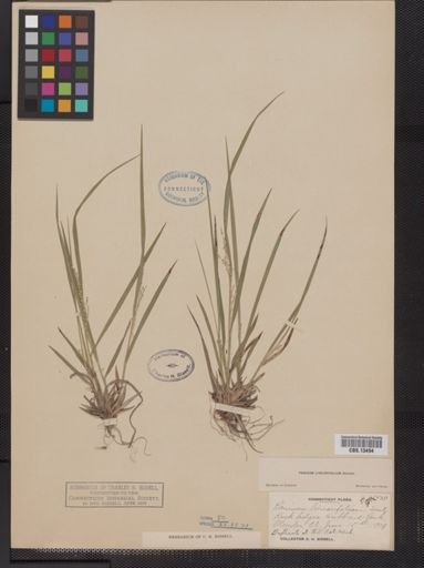 Panicum linearifolium