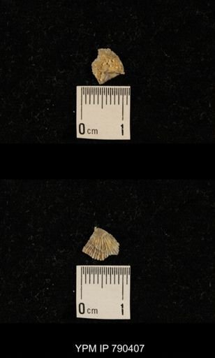 undet. Brachiopoda