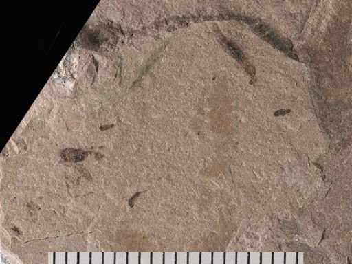 Tipulidae