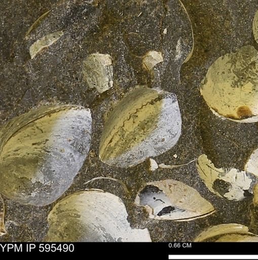 Protocardia sp.