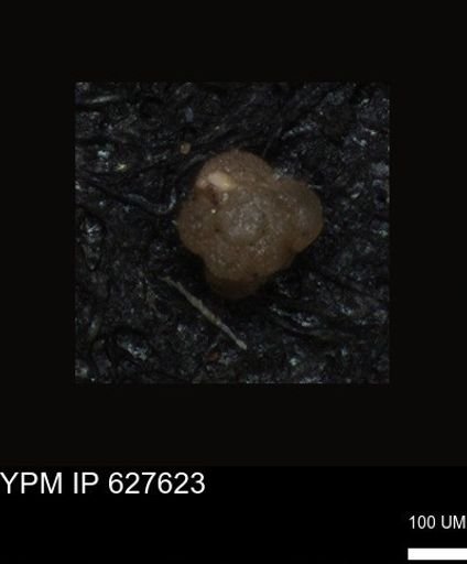 undet. Foraminiferida
