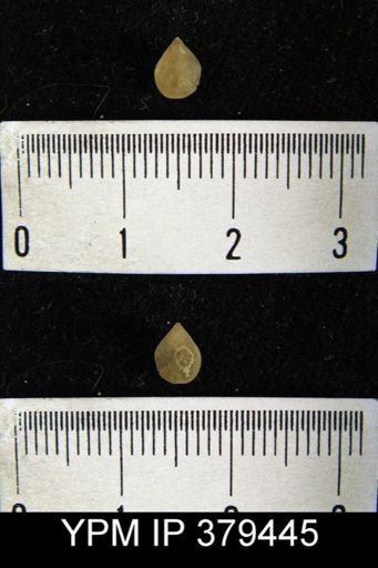 undet. Brachiopoda