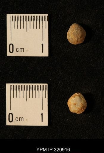Dielasma elongatum