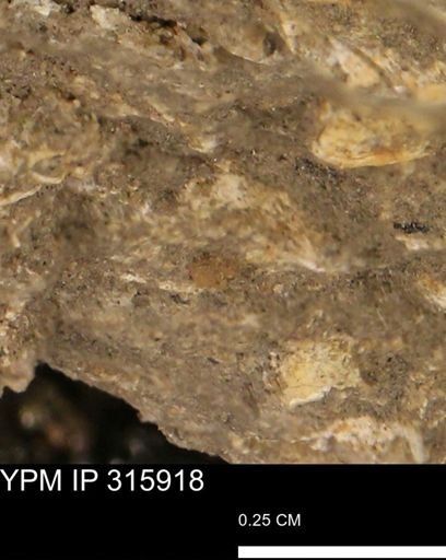 undet. Mollusca