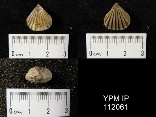 Rhynchotreta cuneata