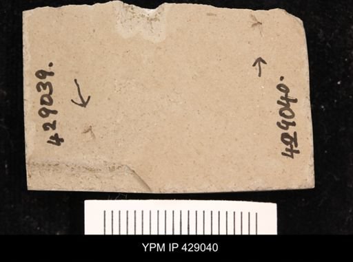 undet. Diptera