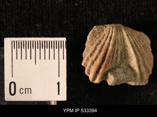 Platystrophia acutilirata