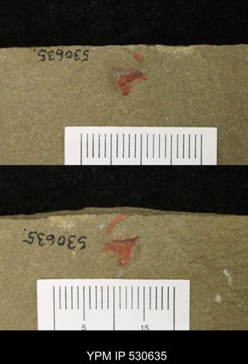 undet. Stylophora