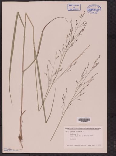 Panicum virgatum