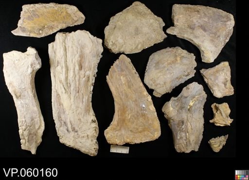 Xiphactinus sp.