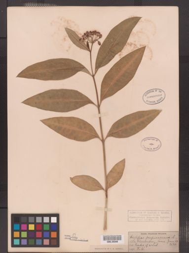 Asclepias purpurascens
