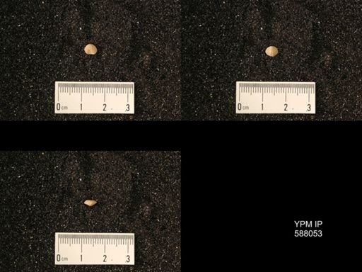 Zygospira modesta