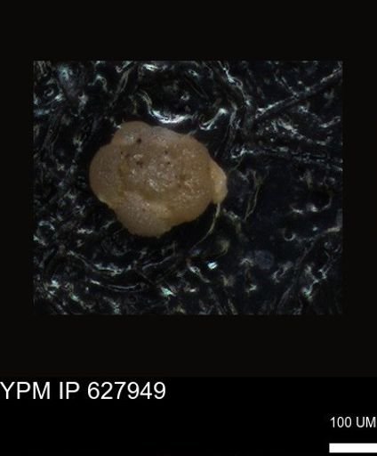 undet. Foraminiferida