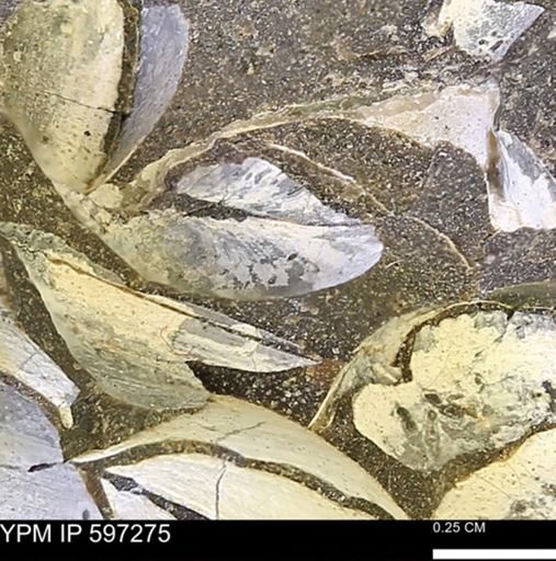 Limopsis striatopunctatus