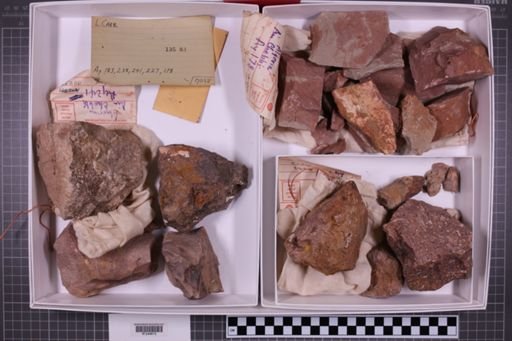 mixed taxa, stratigraphic collection
