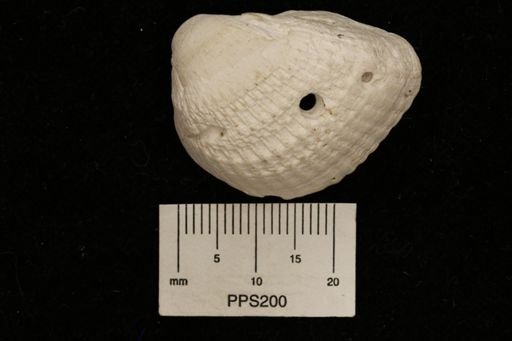 Arcacea