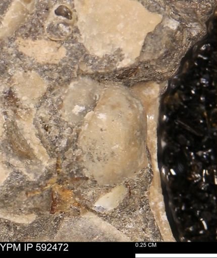 Euspira?