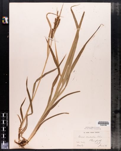 Carex scabrata