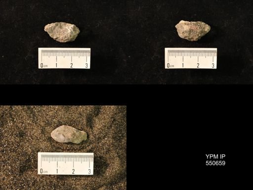 Marginifera wabashensis