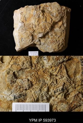 undet. Stelleroidea