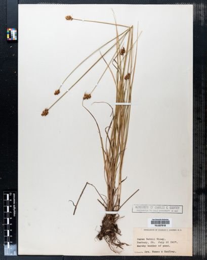 Carex bebbii
