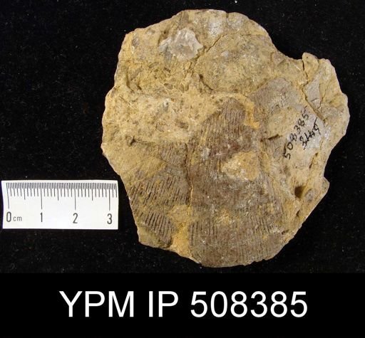 Derbyia sp.
