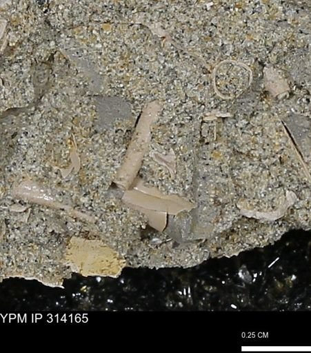 undet. Scaphopoda
