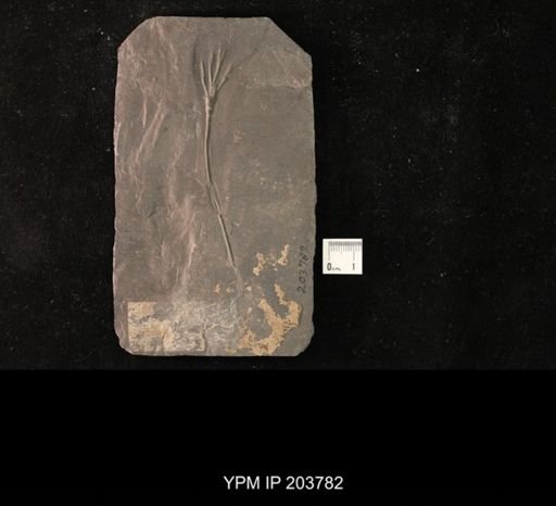 Calycanthocrinus decadactylus