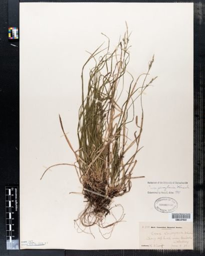 Carex pensylvanica