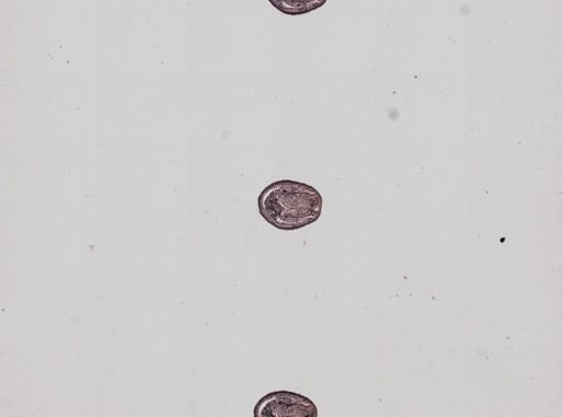 Plagiostomum whitmani