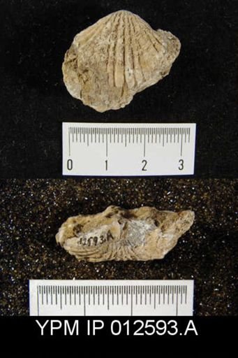 Camarophoria venusta