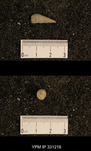 Meekospira sp.
