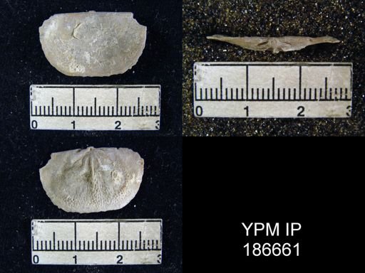 Chonetes granulifer meekanus