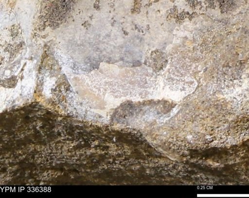undet. Mollusca