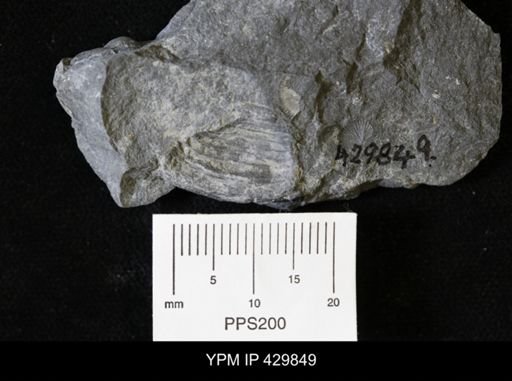 Palaeoneilo