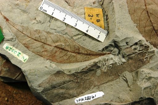 Lamanonia borealis