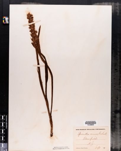 Spiranthes cernua