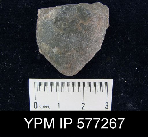 Strophomena planocorrugata