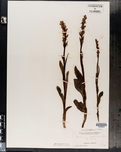 Plantae