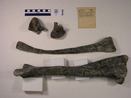 Dryosaurus altus