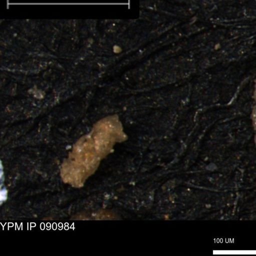 Ammobaculoides phaulus