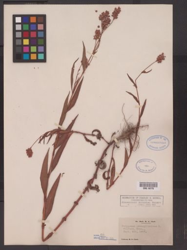 Polygonum pensylvanicum