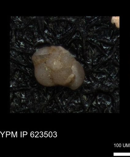 undet. Foraminiferida